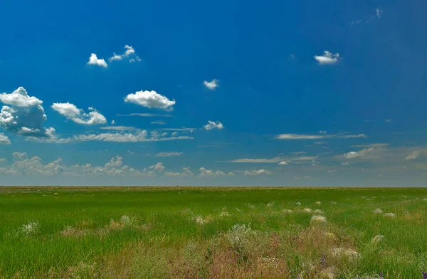 Ascania Nova Est Une Réserve Biosphère Située Dans Région Kherson — Photo