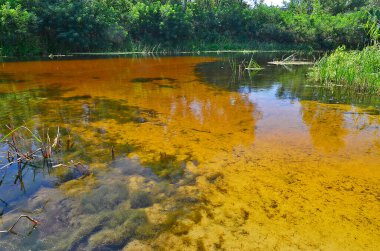 Güzel vahşi yaşam, ormandaki nehir. Orel, Dinyeper 'in sol kolu olan Ukrayna topraklarından akan bir nehirdir..