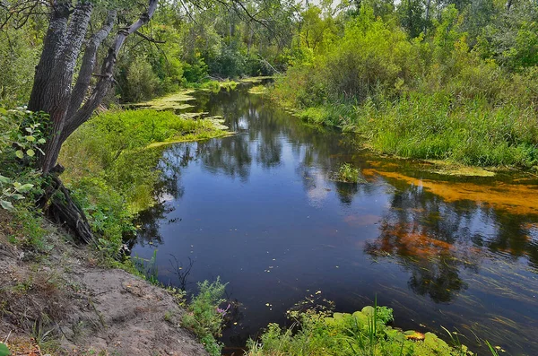 Piękna Przyroda Rzeka Lesie Orel Rzeka Przepływająca Przez Terytorium Ukrainy — Zdjęcie stockowe