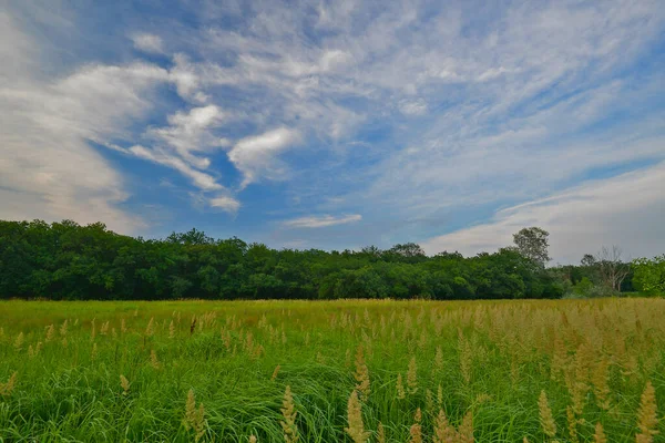 Hermoso Paisaje Bosque Campo Cielo —  Fotos de Stock