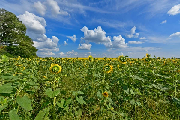 Beau Champ Tournesols Dans Immensité Ukraine — Photo