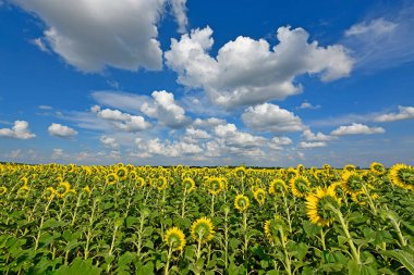 Ukrayna 'nın enginliğinde güzel bir ayçiçeği tarlası..