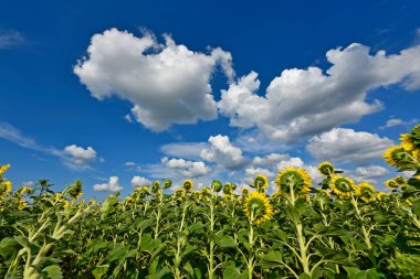 Ukrayna 'nın enginliğinde güzel bir ayçiçeği tarlası..