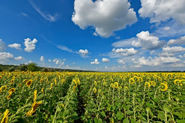 Ein Wunderschönes Sonnenblumenfeld Der Weite Der Ukraine — Stockfoto