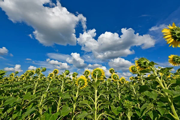 Beau Champ Tournesols Dans Immensité Ukraine — Photo