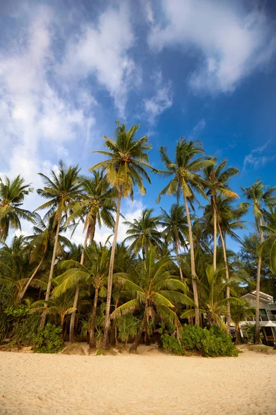 Gökyüzüne Karşı Palmiye Ağaçları — Stok fotoğraf