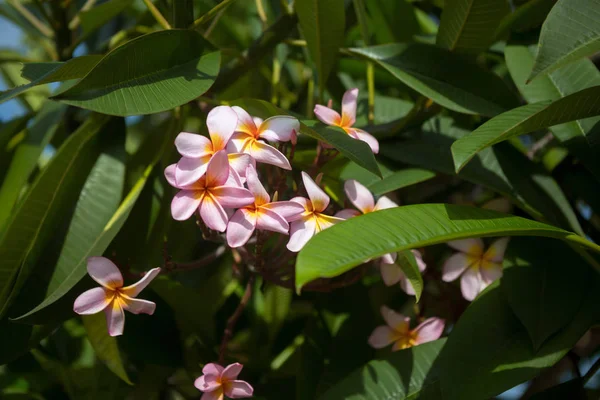Gyönyörű Blooming Trópusi Virág Háttér — Stock Fotó