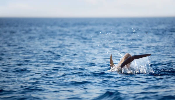 Yunus kuyruk mavi okyanus