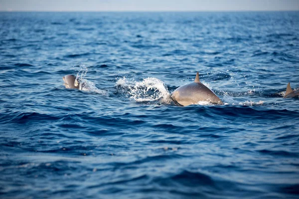 Marine wildlife background Dolphin Tail