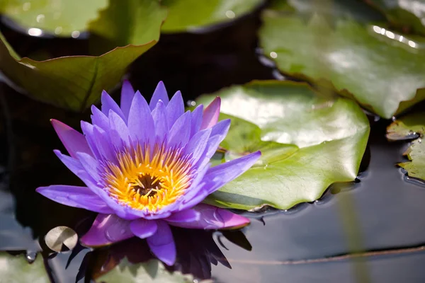 Beautiful Violet Water Lily Background — Stock Photo, Image