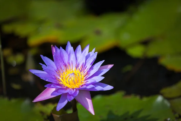 Water Lily Flower — Stock Photo, Image
