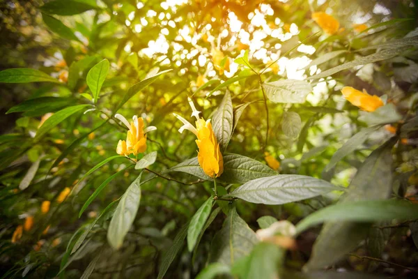 Planta Pirulito Camarão Dourado Planta — Fotografia de Stock