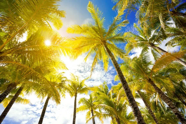 güzel Palm ağaçlar arka plan 