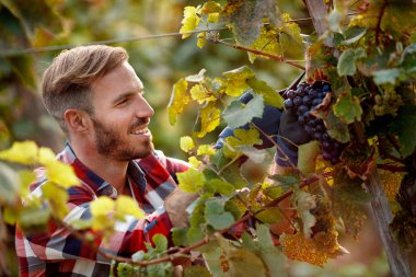 mutlu çalışan aile bağında siyah üzüm toplama