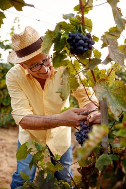 siyah şaraplık üzüm asma üzerinde hasat 