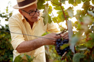 mutlu adam kırmızı şaraplık üzüm asma toplama
