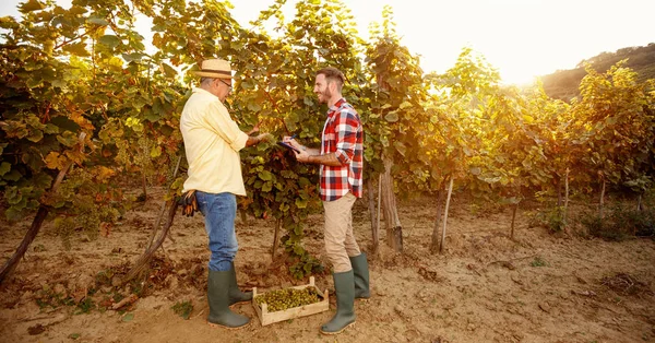 Father Son Controlling Vine Vineyard Inspecting Grap — Stock Photo, Image