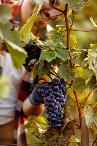 Travailleur Cueillant Des Raisins Noirs Sur Vignoble Familial — Photo