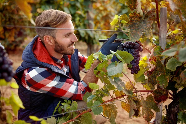 grapes on family vineyard- smiling worker picking black grape