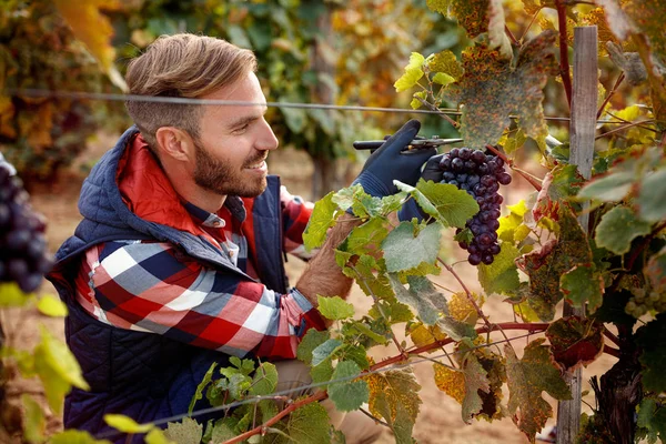 Winogrona Rodzinnych Winnic Pracownik Uśmiechający Się Zbieranie Winogron Czarny — Zdjęcie stockowe