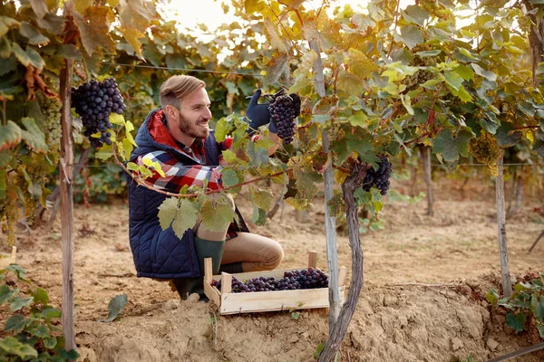 happy wine maker picking black grapes on family vineyard