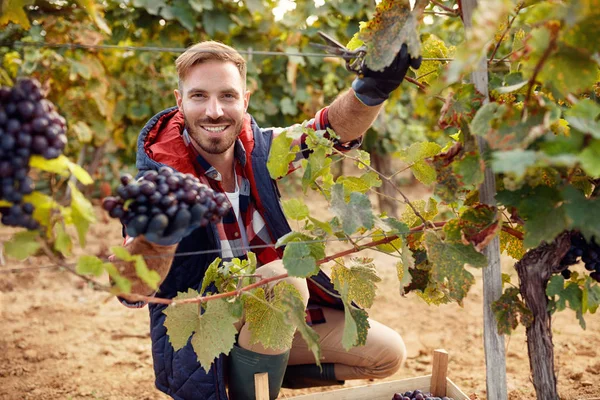 Vinhedo Pronto Para Produzir Vinho Vinho Satisfeito Fazer — Fotografia de Stock