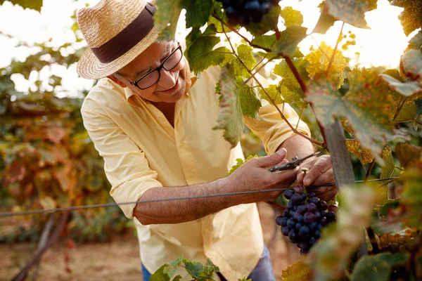 Grapes Vine Family Vineyar — Stock Photo, Image