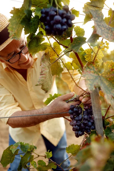 Şarap üreticisi kırmızı şarap üzüm asma vineyar içinde toplama