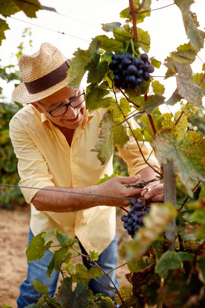 siyah şaraplık üzüm asma üzerinde hasat 