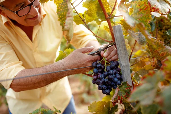 Homme Souriant Cueillette Raisins Vin Rouge Sur Vigne Dans Vignoble — Photo