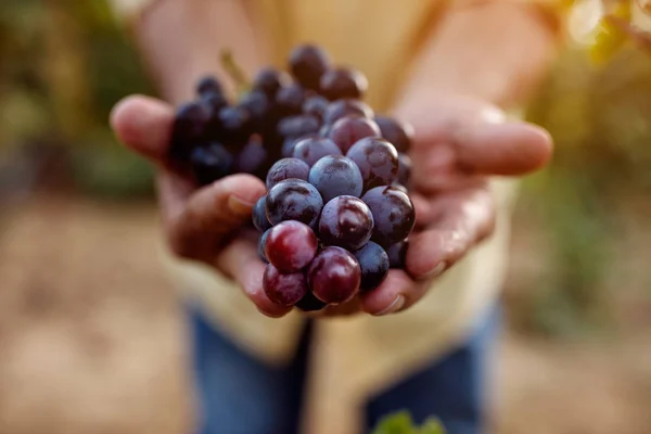 Ripe Blue Grapes Close — Stock Photo, Image