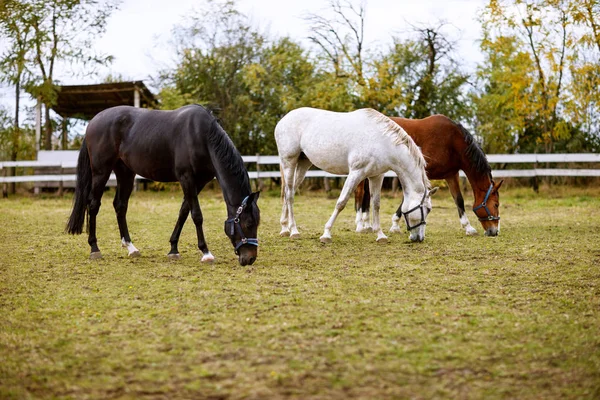 Three Beautiful Horses Eating Grass Ranch — Stock Photo, Image