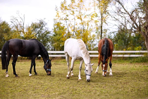 Three Lovely Horses Together — Stock Photo, Image