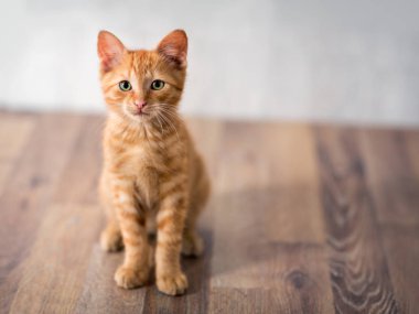 Sevimli küçük şirin kedi yavrusu