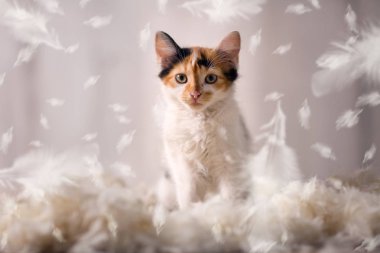 Tüylü şirin kedi ayarı