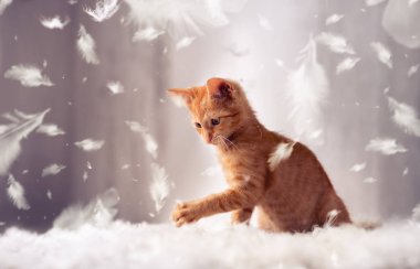 tüyler de oynak kırmızı kedi