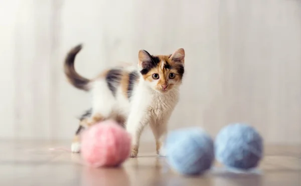 愛らしいかわいい遊ぶ子猫 — ストック写真