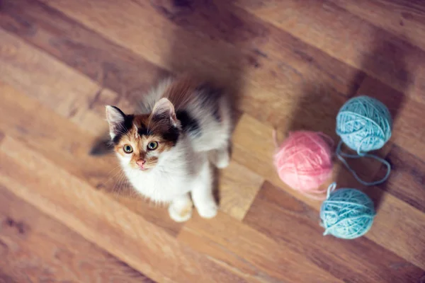 Söt Liten Kattunge Ovanifrån — Stockfoto