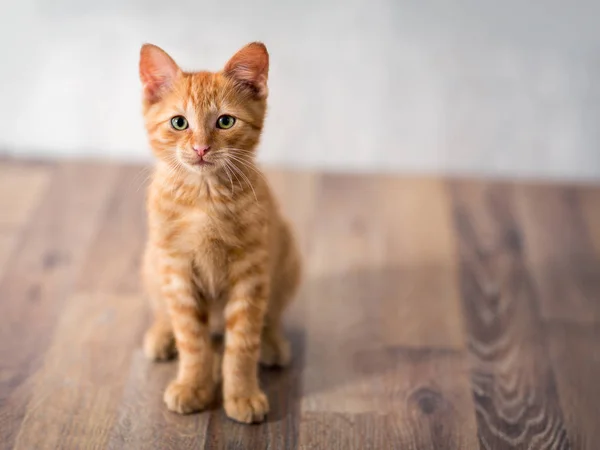 Очаровательный Маленький Котенок — стоковое фото