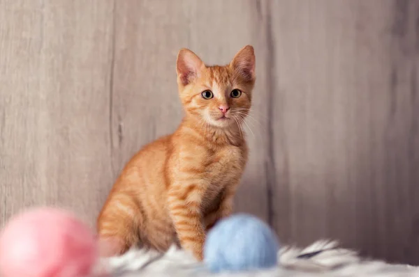 Adorable Kitten Playing Clews — Stock Photo, Image