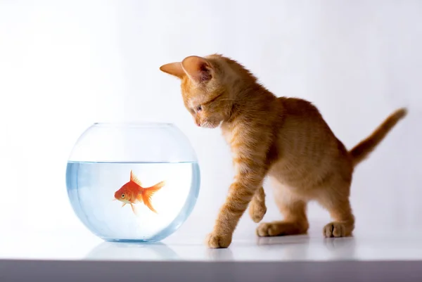 かわいい子猫と魚 — ストック写真