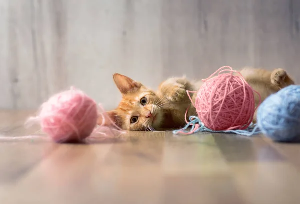 Pequeno Gatinho Listrado Jogar — Fotografia de Stock