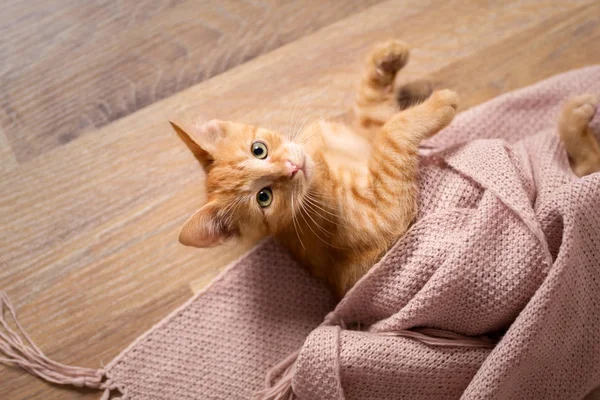 Dormindo Doce Bonito Gatinho — Fotografia de Stock