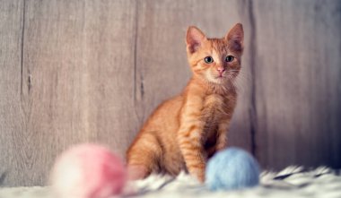 iki sevimli yavru kedi oynamaya yakın çekim