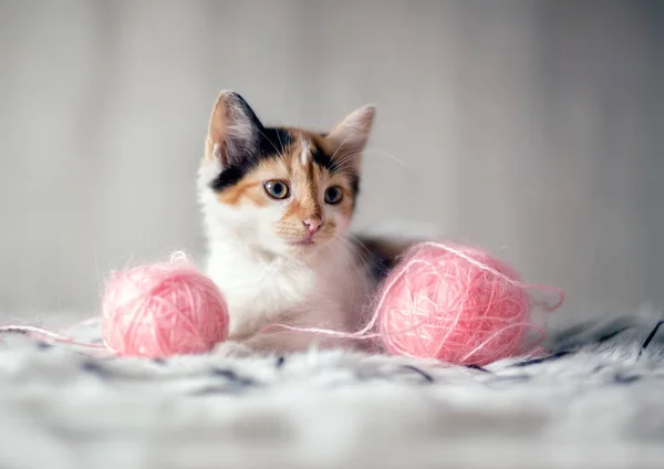 Søte Kattunge Med Leker – stockfoto