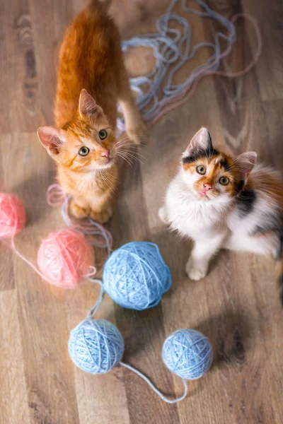 Zwei Süße Kätzchen Spielen Draufsicht — Stockfoto