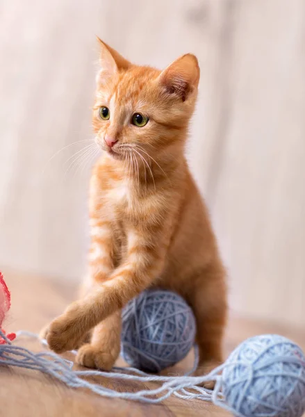 ウールと遊ぶかわいいオレンジ色の子猫 — ストック写真