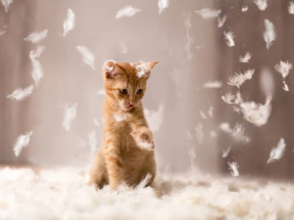 Котёнок Играет Перья — стоковое фото