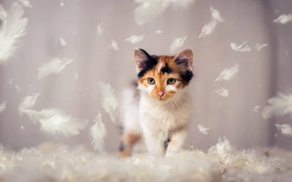 Kucing Kecil Dan Bulu — Stok Foto