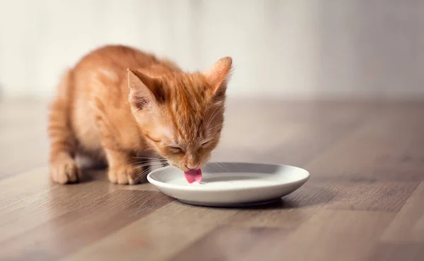 Junges Kleines Kätzchen Isst Milch — Stockfoto